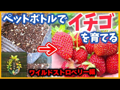 【おうち時間】ペットボトルでいちごを種から育てる【家庭菜園】