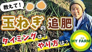 【玉ねぎ栽培】追肥の時期とタイミングはこの３回！やり方も実演します│有機栽培で野菜づくり