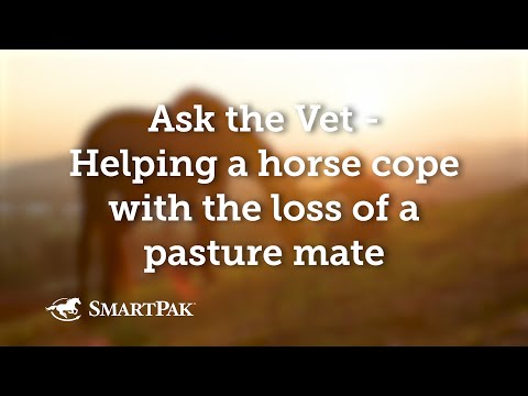 Ask the Vet - Helping a horse cope with the loss of a pasture mate