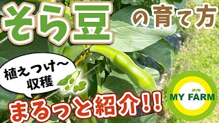 そら豆の育て方 植え付けから収穫までまるっと見せます！│初心者向け菜園ムービー