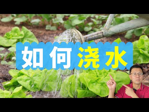 如何浇水：为什么早晨浇水最好，为什么浇水不当会造成病虫害？