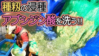 【種籾の浸種】発芽を抑える物質・アブシジン酸を洗い落とす。