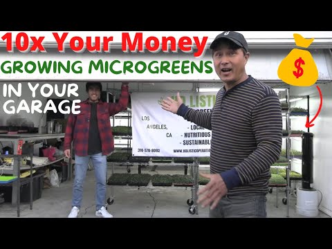 10x Your Money by Growing Microgreens on Paper Towels in Your Garage