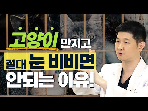 고양이, 강아지 키우다 눈에 ‘기생충’ 옮길 수 있다? - 솔직한 안과 #7