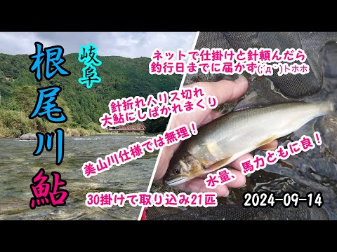 2024-09-14 岐阜 根尾川遠征 アユ友釣り調査！