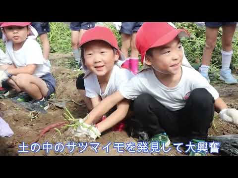 実習菜園【ＴＡＫＡＲＡ　ＳＥＥＤ】サツマイモの収穫（2023 10 17）