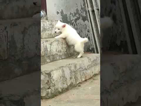 cute dog apne maste ma🥰  #viral #youtubeshorts #dog #trending #viralshorts