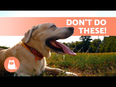 8 MISTAKES You MAKE With Your DOG in SUMMER 🐶☀️ AVOID at ALL COSTS!