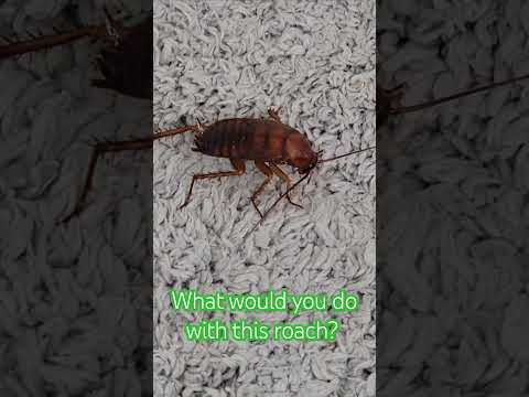 What would you do with this roach? #cockroach #indoor #sightings #survive