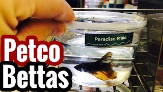 Petco Baby Betta Fish Controversy