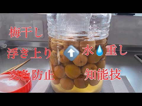 梅干し作り　保存瓶で漬ける梅が浮き上がらない水重しの作り方