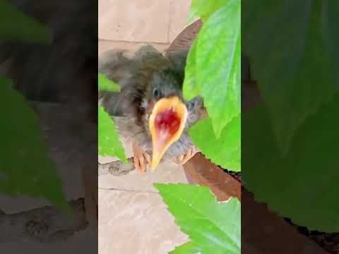 Memories of Ena Meena Dika Birds #birds #youtube #youtubevideos #shorts #trending #famousviral