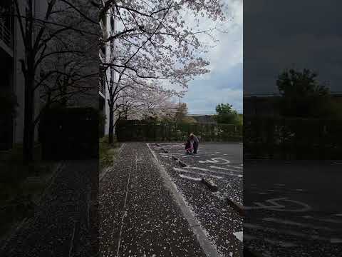 2024/04/12 🇯🇵 琦玉 要離開了再看到更大量的櫻吹雪🌸🌸🌸 不過這次有點感傷😭 #sakura #saitama #japan