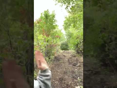 Clearing a fence line #forestrymulcher #bulldogtractor