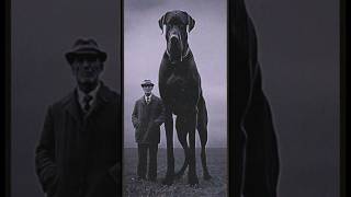 Meet Fritz the largest Great Dane #creepy #giant #greatdane #dogs #terrors #nightmare #ai