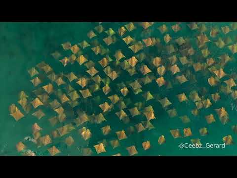 Cownose Rays off Palm Beach, Florida from Drone