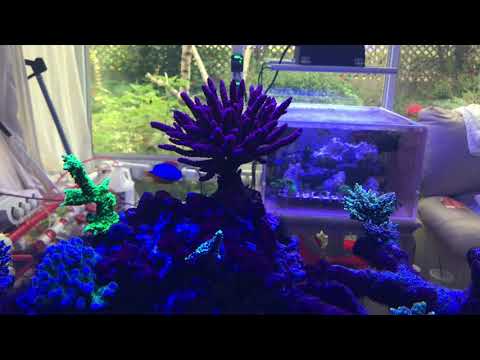 360g reef blue led