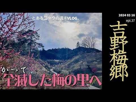 かつて全滅した梅の里　吉野梅郷　epi.37  梅｜青梅｜天然酵母パン｜そば｜青梅ソフトクリーム