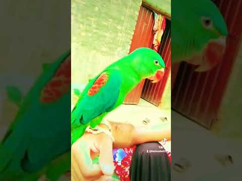 #lovebird #parrot #saleupdate #pigeon  suscribe chanal