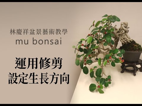 概念篇∣夏∣運用修剪設定生長方向 ◤林慶祥盆景藝術教學◢ Bonsai in Taiwan