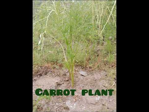 Carrot Plant