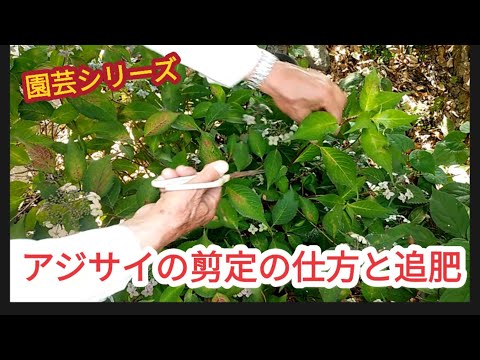 【アジサイの剪定と追肥】鑑賞用の高さ、色による追肥【園芸シリーズ】