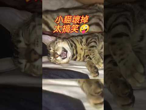 小貓出糗翻車#cat #可愛 #貓 #貓咪 #短片 #貓主子 #貓奴 #萌系 #萌寵 #療癒 #可愛動物 #治癒小貓 #lovely #kitten #洗腦 #短視頻 #搞笑動物