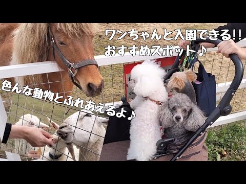 【ワールド牧場】犬と一緒に楽しめる♪動物とふれあえる楽しいテーマパークに行ってきた♪子供が喜ぶお出かけスポットを紹介♪【ペット同伴で入場できるふれあい動物園】