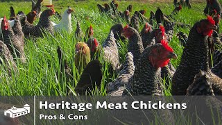 Pros and Cons of Heritage Breed Meat Chickens - AMA S7:E1