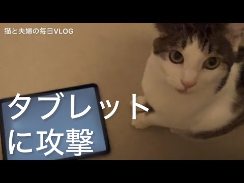 猫と夫婦の毎日VLOG#433 タブレットに攻撃