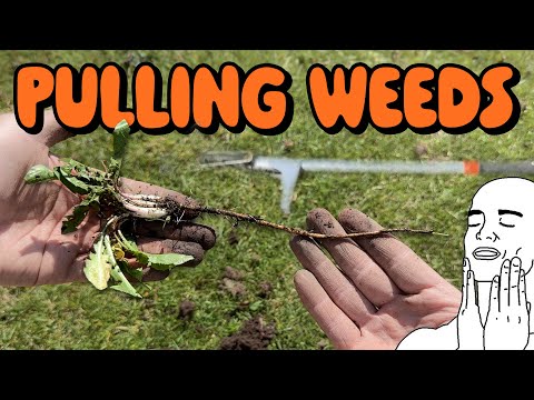 BEST Dandelion Weed Pulling