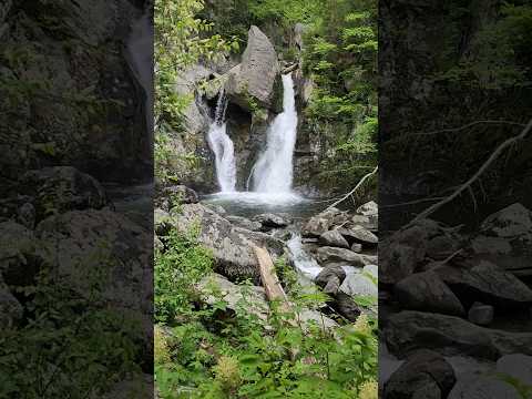 Red Elderberry at Bashbish Falls