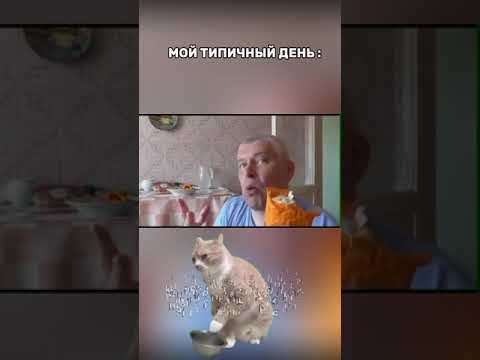 МОЙ ТИПИЧНЫЙ ДЕНЬ #мемы #мем #типичный #котики #мелстрой