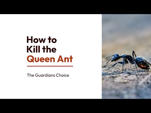 4 Ways to Kill the Queen Ant | How to Kill the Queen Ant | The Guardian's Choice