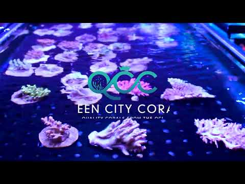 Queen City Corals