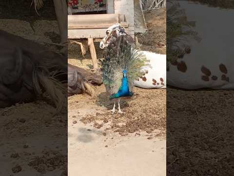 #beautiful#pigeonpeacock #pigeon #pigeonpigeon #bird #pigeonbreeds #birds #colourfulpigeons