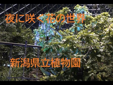 夜に咲く花の世界【新潟県立植物園】