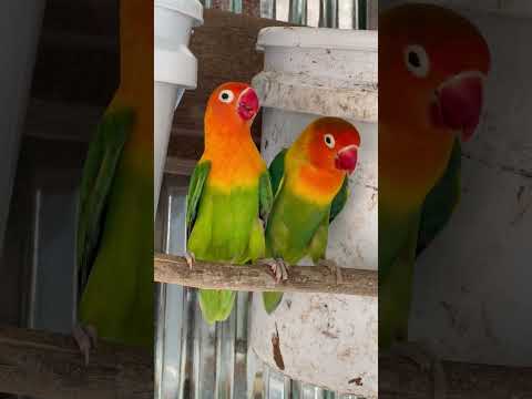 A little cute parrots 🥰🦜 ,Smart lovebirds parrots #lovebird #parrots #lovebirdlife