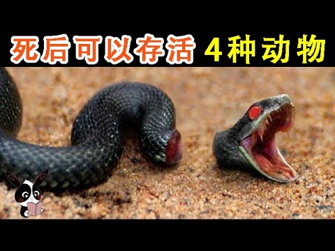 4種死後仍然可以存活的動物！