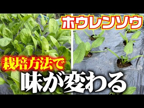 【今がチャンス！】栽培方法ひとつで味が変わる？【ほうれん草】家庭菜園でも実践できます【ホウレンソウ栽培】