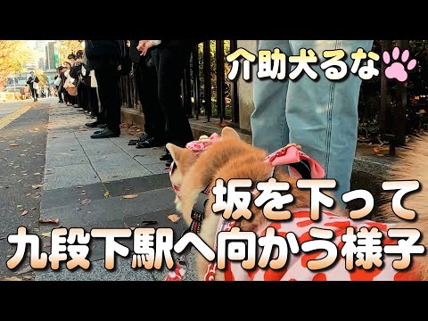 【柴犬介助犬】北の丸公園を出て九段下駅に向かいます［柴犬介助犬るな］