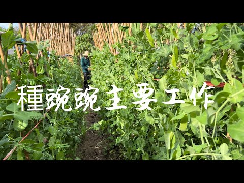 種大莢豌豆高產主要工作～是否要摘心～是否要修剪～【荷蘭豆】