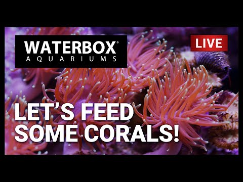 Episode 165: How Hungry Are Your Corals?