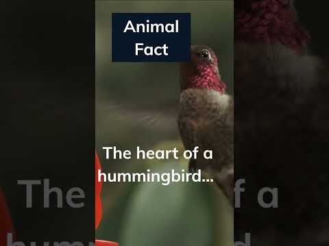 Do you get hummingbirds in your garden?  🐦Comments below  👇 #animalfacts #hummingbird #shorts