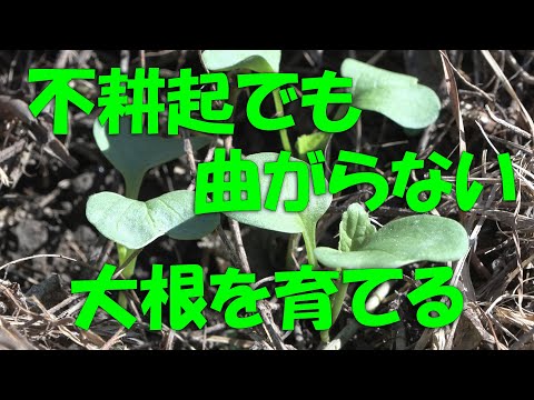 【大根】不耕起でも曲がらない大根を育てる