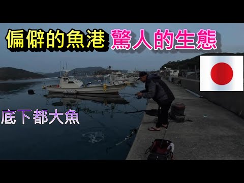 原本想搞軟絲看看 意外發現底下都是大魚 根本不用出去外面釣 港內就一大堆