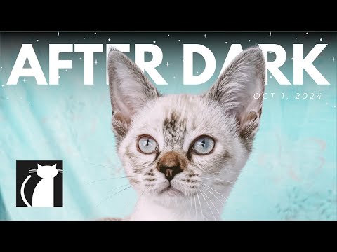 The Cattery AFTER DARK! Oct 1 |  Kyndal Co-host