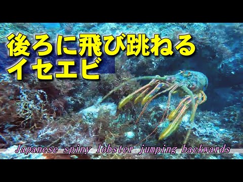 【 イセエビ 】後ろに逃げる瞬発力　Panulirus japonicus