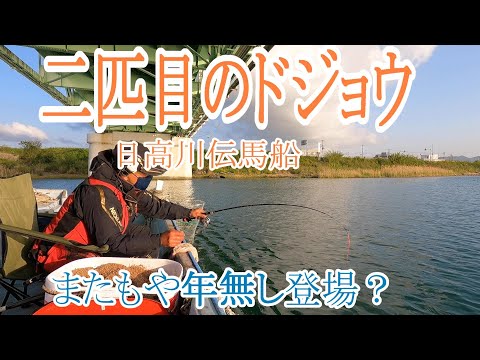 【かかり釣り】【チヌ筏】前編　２匹目のドジョウ（年無し）狙いで日高川伝馬船に行ってみた。＜福丸観光漁業伝馬船＞