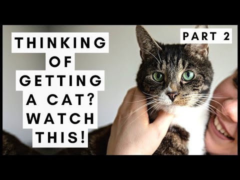 Thinking of getting a cat? Watch This! (Part 2)